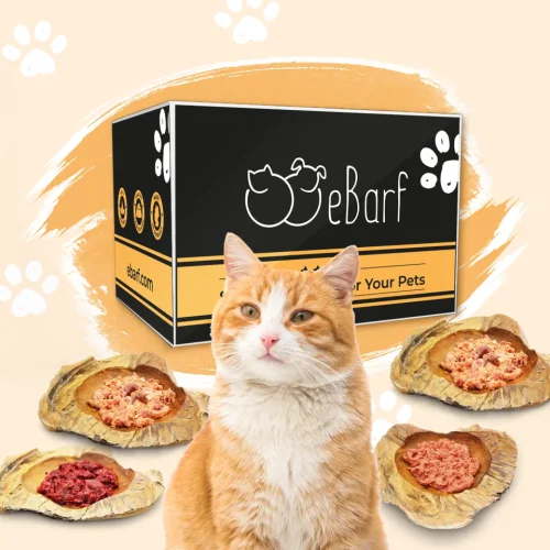 Webinar Package for Cats (raw)