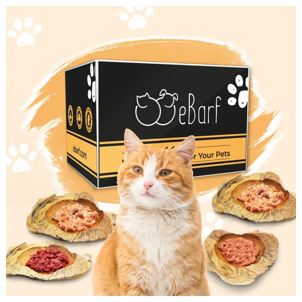 Paquete del seminario web para gatos (crudo)