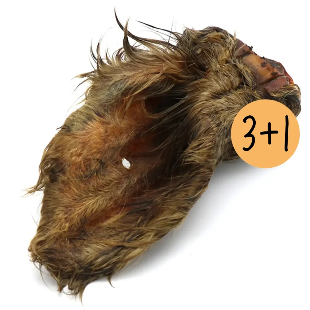 Rinderohr mit Fell (getrocknet)